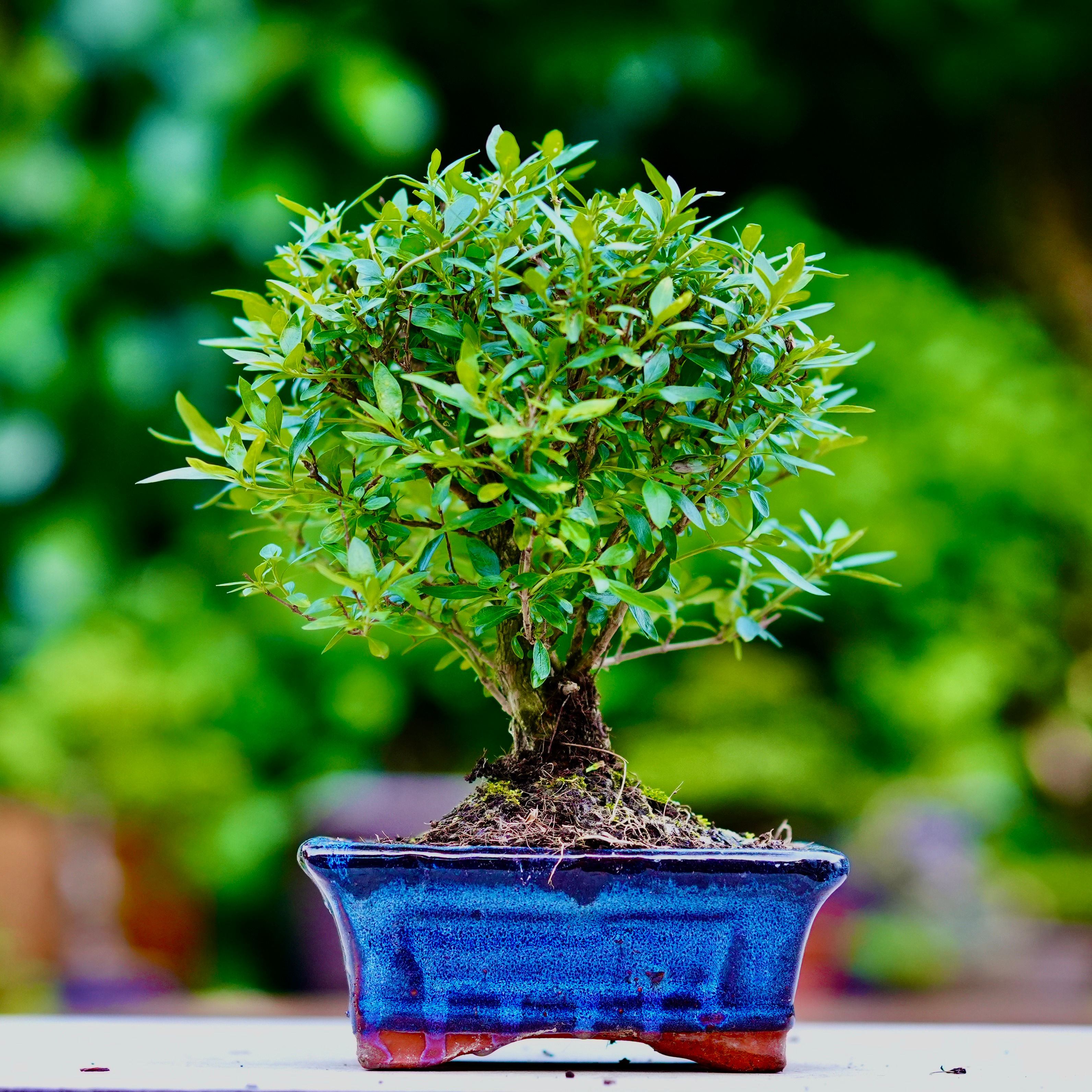 Serissa