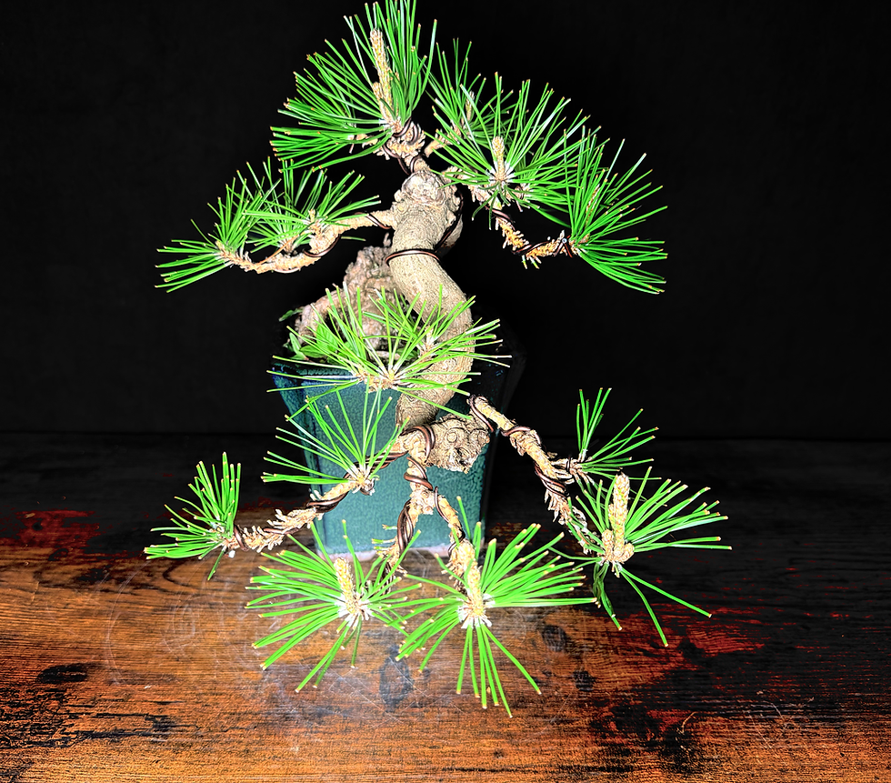 Miniature : Pin noir du japon