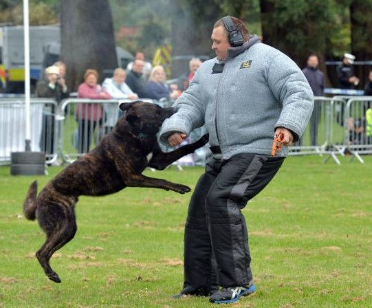 k9 pal bite .jpeg