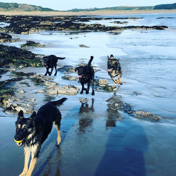 dog in water .jpeg