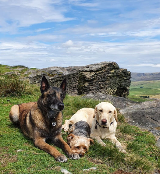 k9pal.jpeg