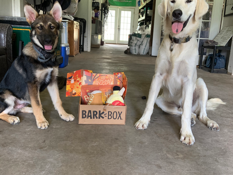 BarkBox: Our Thoughts