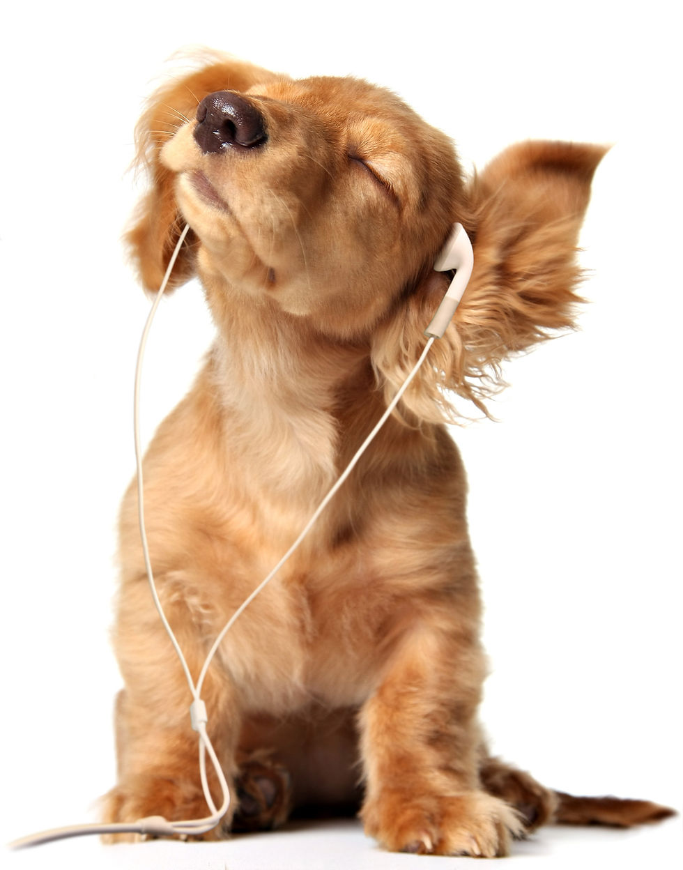 Contented Spaniel dog listening to music with earbuds