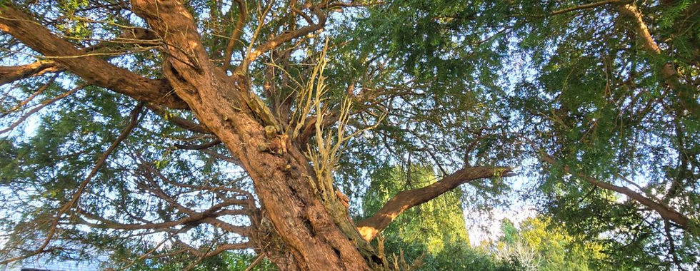 The ancient Llangernyw Yew tree in St. Digain's churchyard.