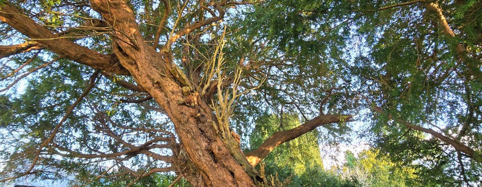 The ancient Llangernyw Yew tree in St. Digain's churchyard.