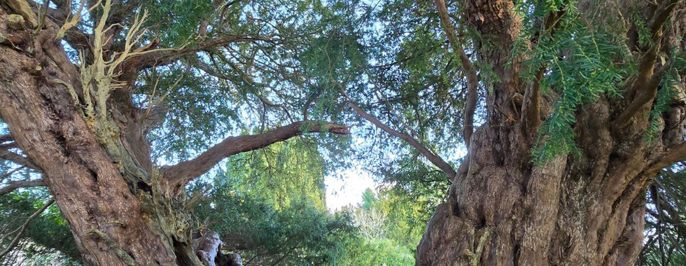 Ancient Llangernyw Yew tree with thick gnarled trunks.