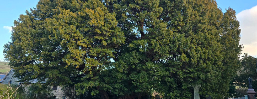 The ancient Llangernyw Yew tree in St Digain's churchyard.
