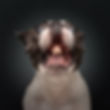 thunder-treatos-freeze-dried-treats-storm.jpg