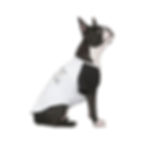 Thumbnail: Vivre Pet Tee Its-a-Ruff-Life White