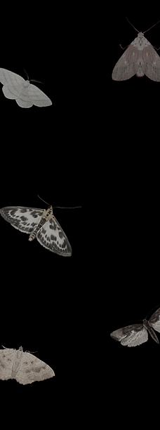 new moths.png