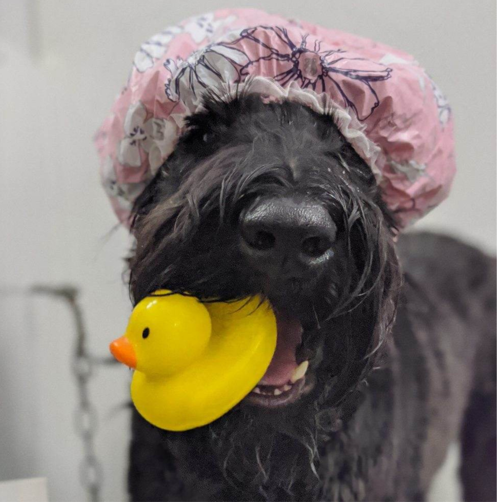 Dog Grooming Southern Illinois