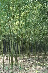 竹植栽 | 若竹の杜 若山農場