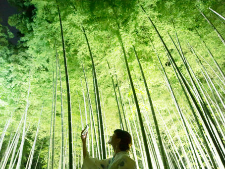 8月の竹林ライトアップ営業について |  Bamboo Summer Nights 2021