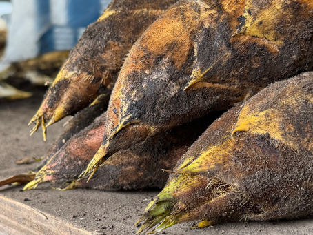 4月3日｜たけのこ販売のご案内