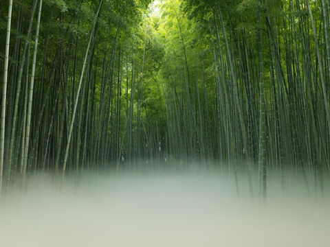 竹林に“雲海”が現れる新体験が誕生