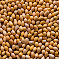 Barley seeds
