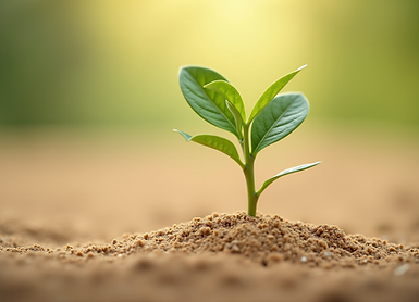 Seedling