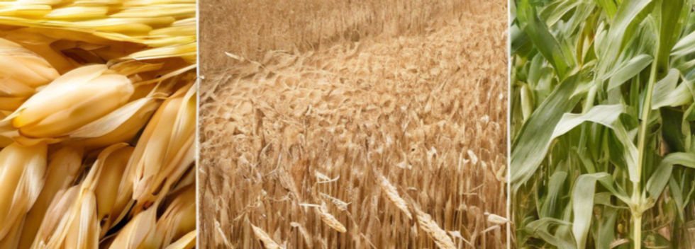 harvested crops - barley wheat corn soyb