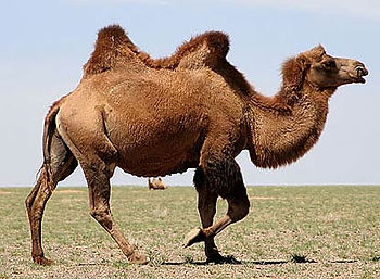 humpday.6.jpg