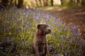 Un souffle de printemps