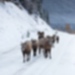 Thumbnail: Medicine Lake BigHorn Sheep