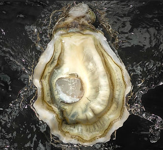 oysters tarboriech14 (kopie).jpg