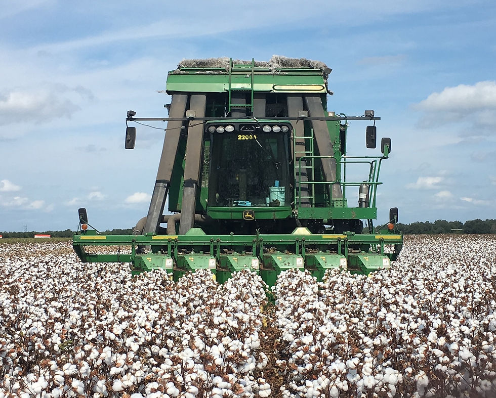 picking cotton.JPG