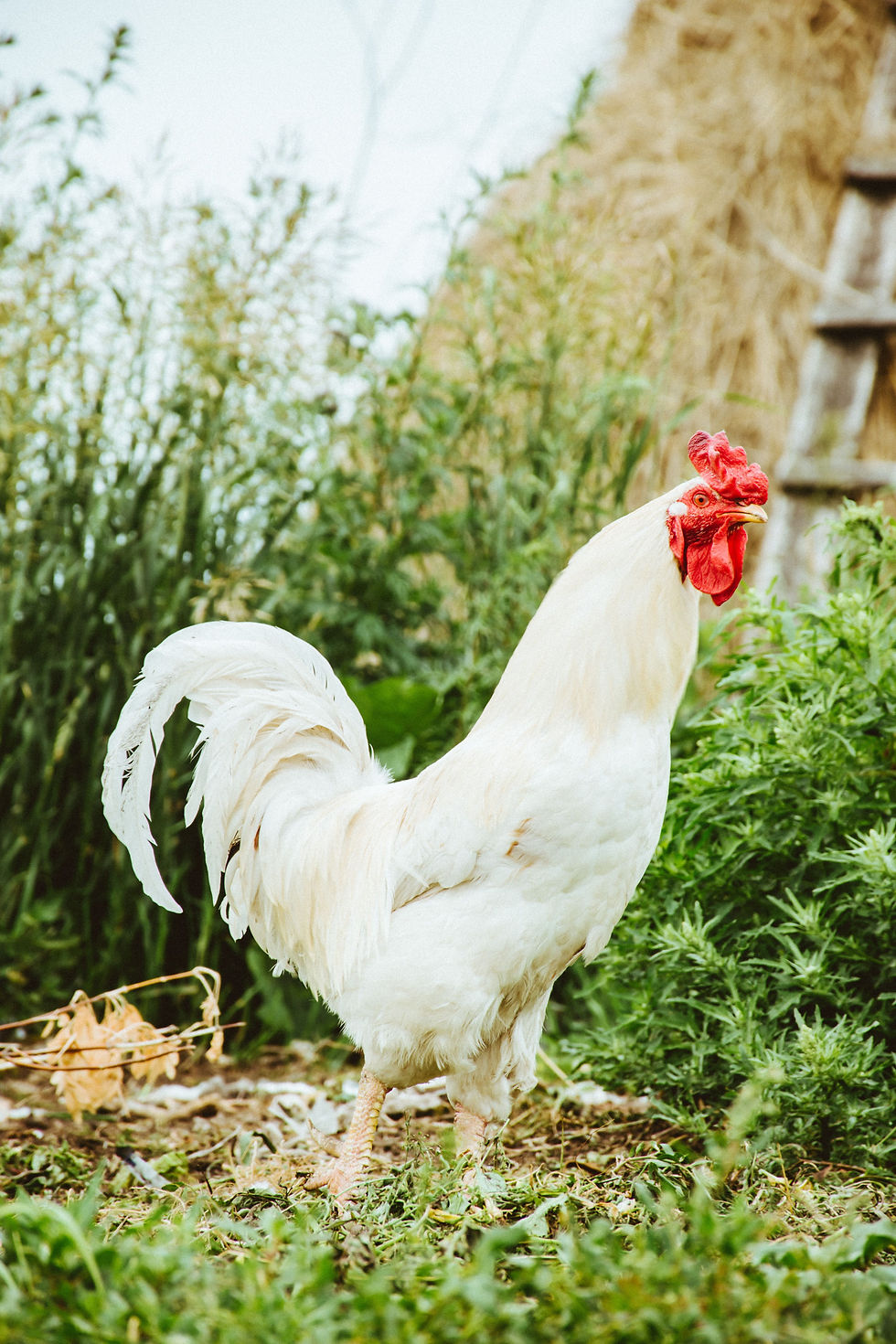 chicken.jpg