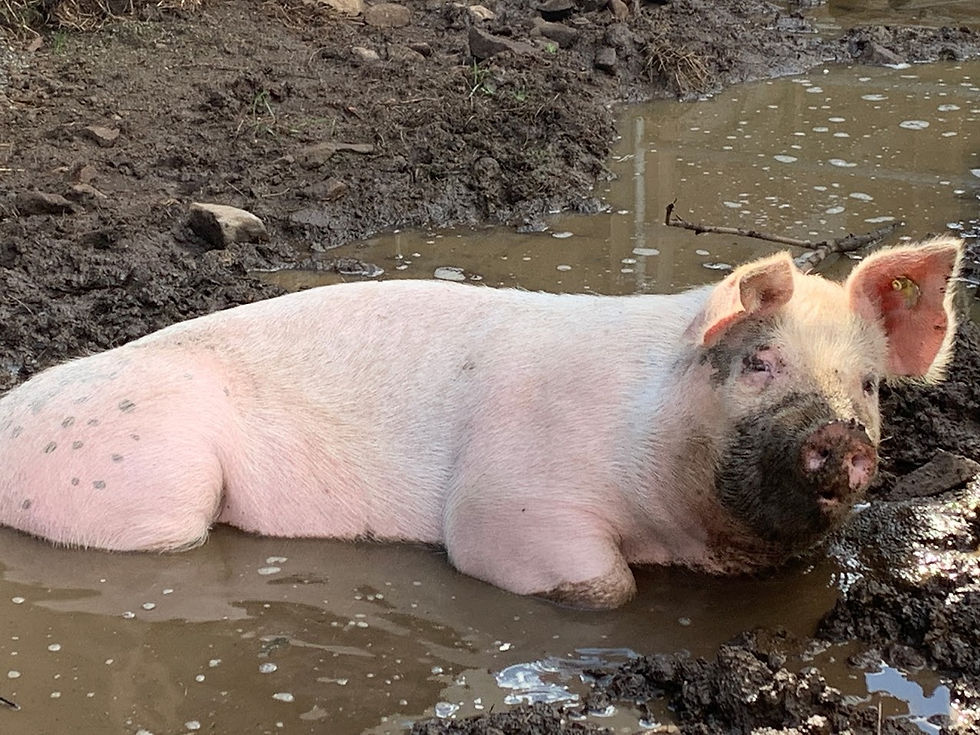pig-puddle