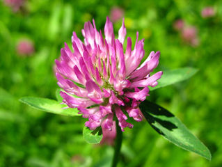 Weed of the Week - Red Clover