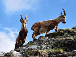 Beatenberg Wildlife - Ibex seen while Hiking near the Niederhorn