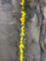 "Land Art"...Art éphémère