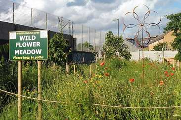 Mitcham Orchard, Wildflower Meadow