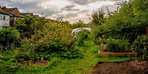 Web - Mitcham Orchard (C) Nathan Still 1.jpg