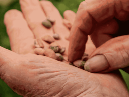 Sowing Seeds of Connection: Sustainable Merton at Merton Memory Hub