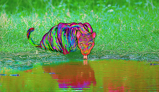 Richly colored leopard drinking water in vibrant pinks, greens, purples, and yellows transformed with Photoshop Gradient Maps to explore color and mood.
