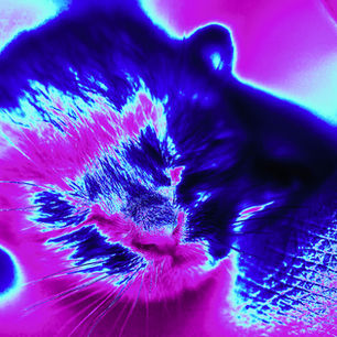 Striking indigo and aqua kitten's face transformed with Photoshop Gradient Maps to explore color and mood.