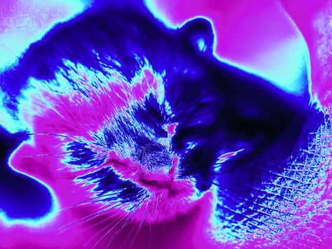 Striking indigo and aqua kitten's face transformed with Photoshop Gradient Maps to explore color and mood.