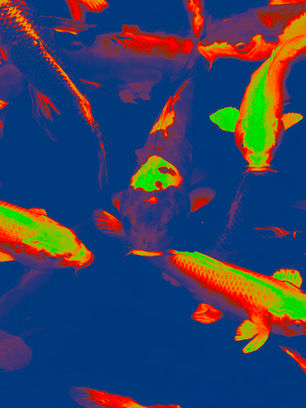 High contrast blue, orange and chartreuse koi fish transformed with Photoshop Gradient Maps to explore color and mood.
