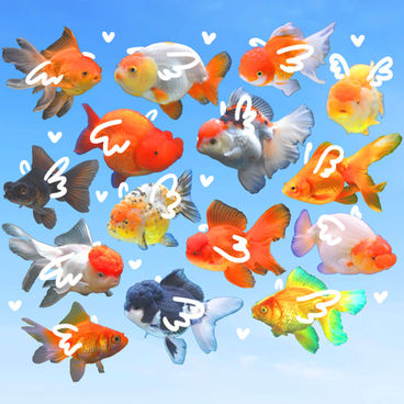 Imaginative, leitmotif-driven collage featuring varied types and colors of goldfish on a blue gradient background.