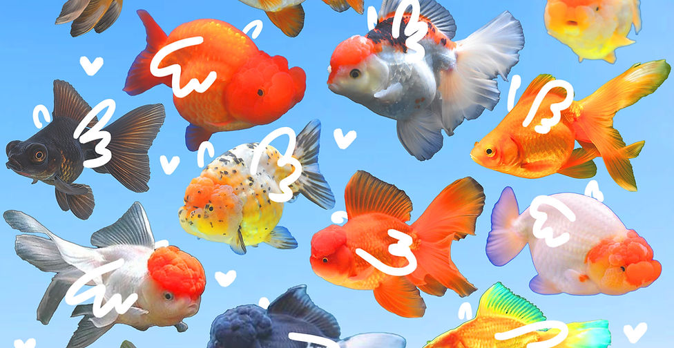 Imaginative, leitmotif-driven collage featuring varied types and colors of goldfish on a blue gradient background.