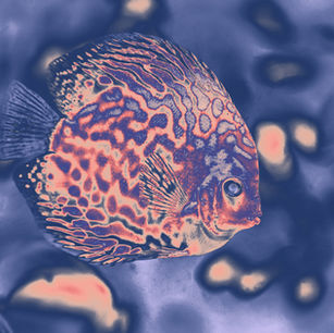 Rich contrast indigo and peach tropical fish transformed with Photoshop Gradient Maps to explore color and mood.
