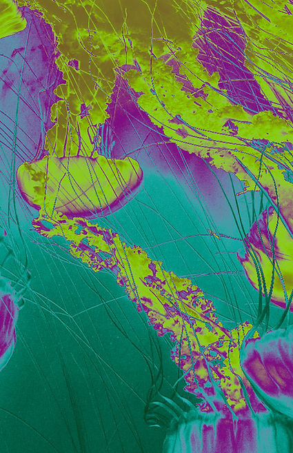 Magenta, teal and chartreuse gradient map of a goldfish transformed with Photoshop Gradient Maps to explore color and mood.