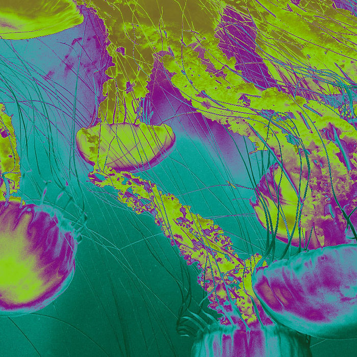 Magenta, teal and chartreuse gradient map of a goldfish transformed with Photoshop Gradient Maps to explore color and mood.