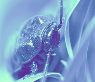 Muted blue and aqua beetle transformed with Photoshop Gradient Maps to explore color and mood.