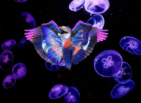 Drift Ice Angel — Student-created fantasy species digital composite with accompanying field notes.