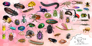 Imaginative, leitmotif-driven collage featuring varied insects and beetles on a pink textured background.