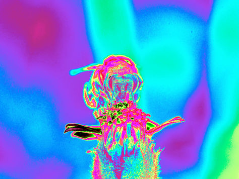 Vibrant rainbow bumble bee transformed with Photoshop Gradient Maps to explore color and mood.
