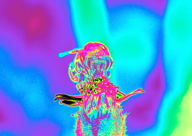 Vibrant rainbow bumble bee transformed with Photoshop Gradient Maps to explore color and mood.