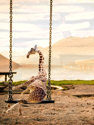 Student-created digital artwork featuring a creatively posed giraffe on a swing in an imaginative environment using Photoshop Puppet Warp, compositing, and visual storytelling techniques.
